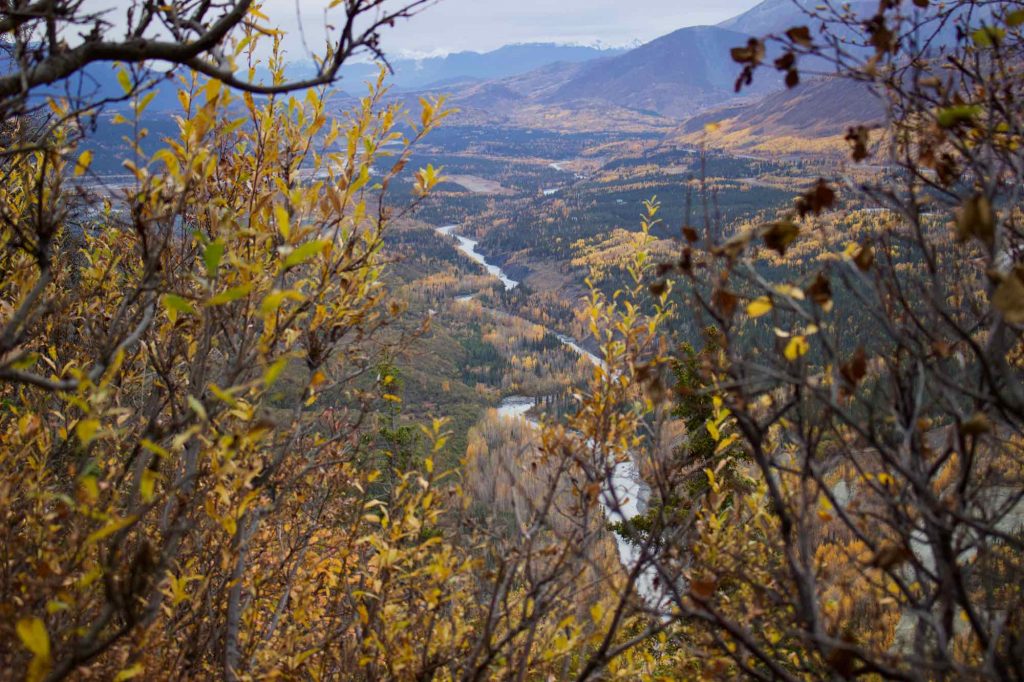 在安克雷奇外几小时的徒步旅行中，从阿拉斯加丘加奇山脉的山顶上看到的秋叶和明亮宽阔的河谷。©开云体育登录入口手机版官网网址KettiWilhelm2021