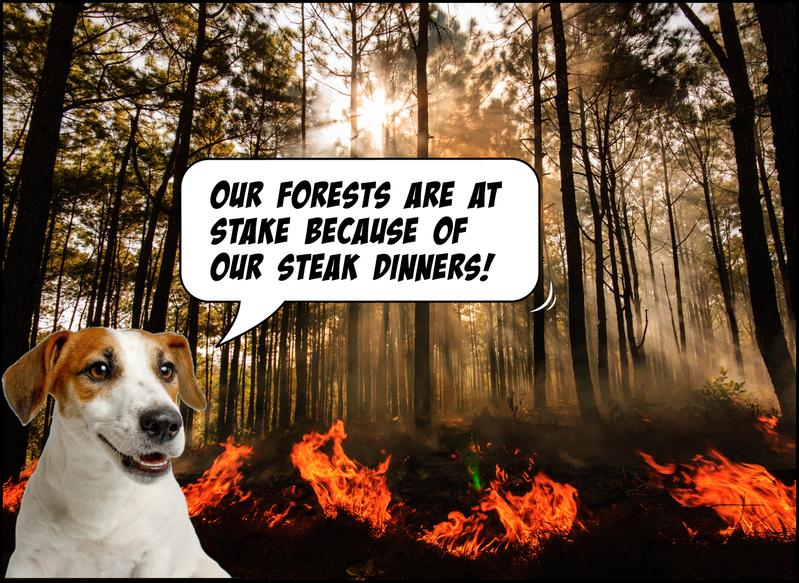 一只狗的表情包说:“我们的森林因为我们的牛排晚餐而处于危险之中”，背景是一片燃烧的森林。